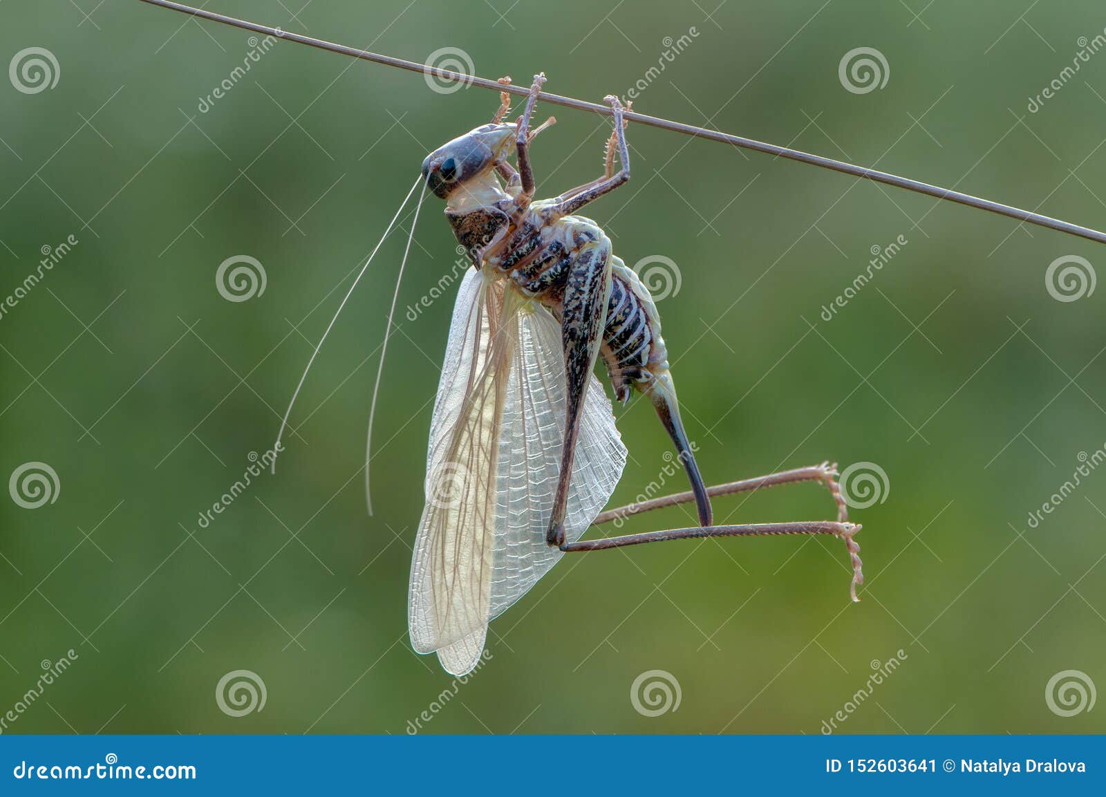 grasshopper moult